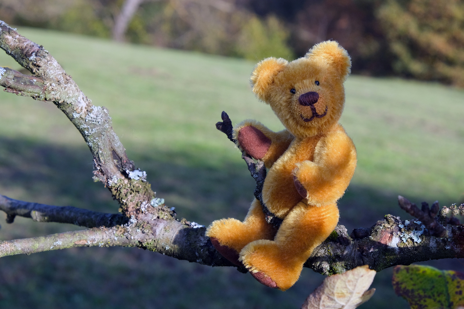 Auf dem Apfelbaum