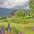 Auf dem Arriacher Hofwanderweg III