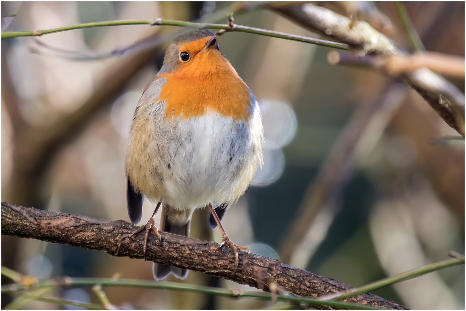 auf dem Ast.. Foto & Bild | tiere, wildlife, wild lebende vögel