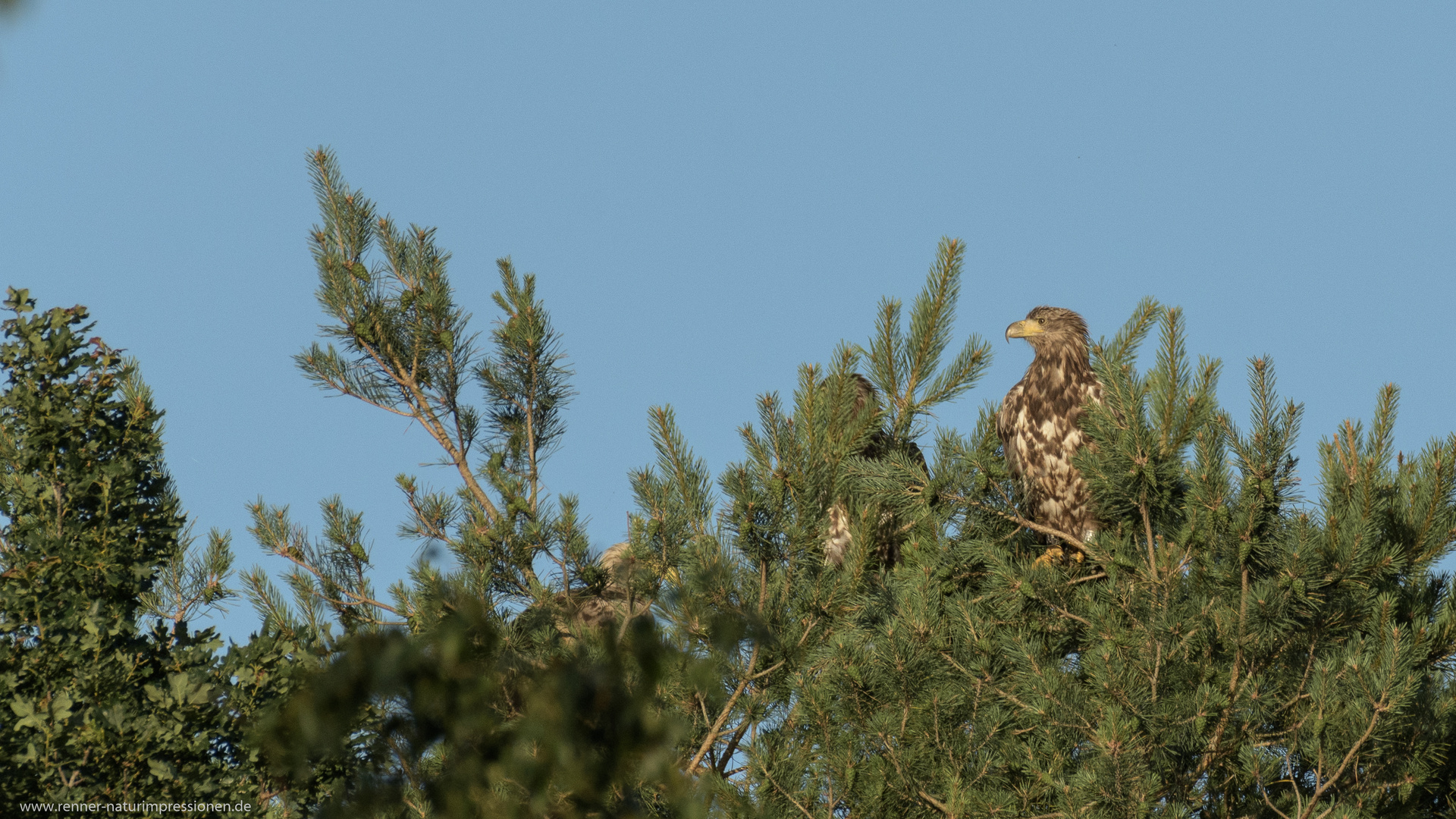 Auf dem Aussichtsbaum...