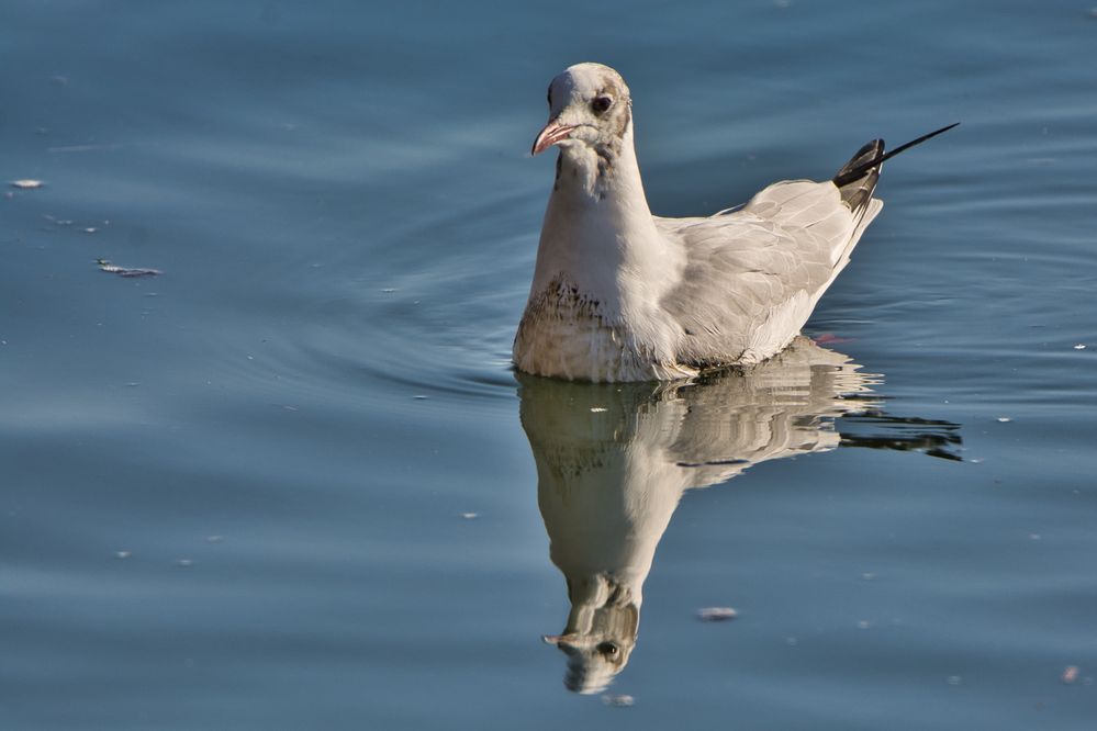 Auf dem  Baldeneysee entdeckt