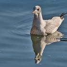 Auf dem  Baldeneysee entdeckt