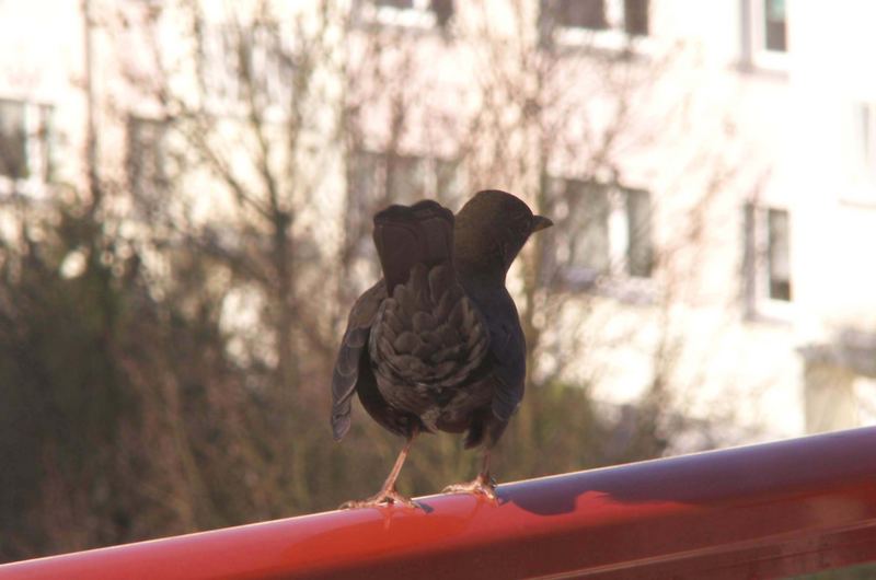 - auf dem Balkon 01 -