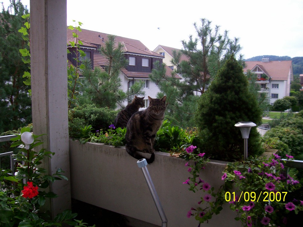 auf dem balkon