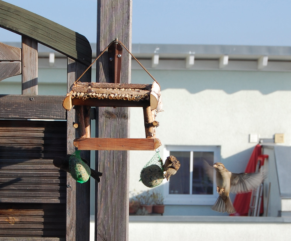 auf dem Balkon