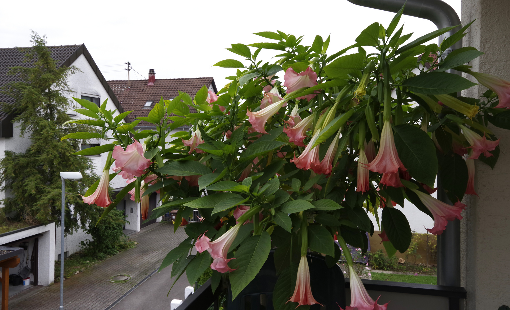 ...auf dem Balkon