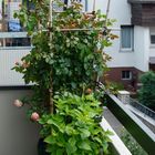 ...auf dem Balkon