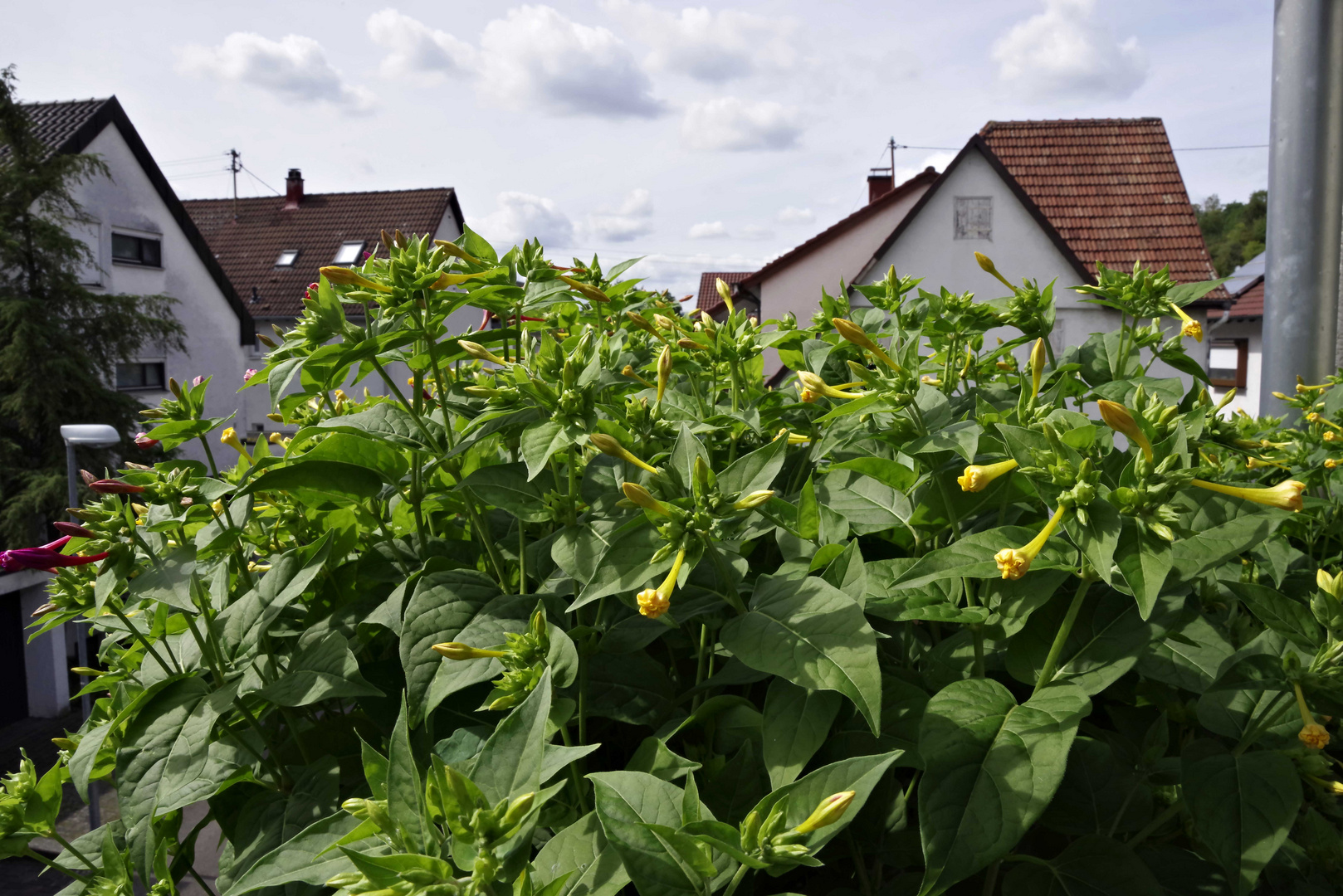 ...auf dem Balkon