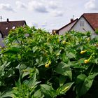 ...auf dem Balkon