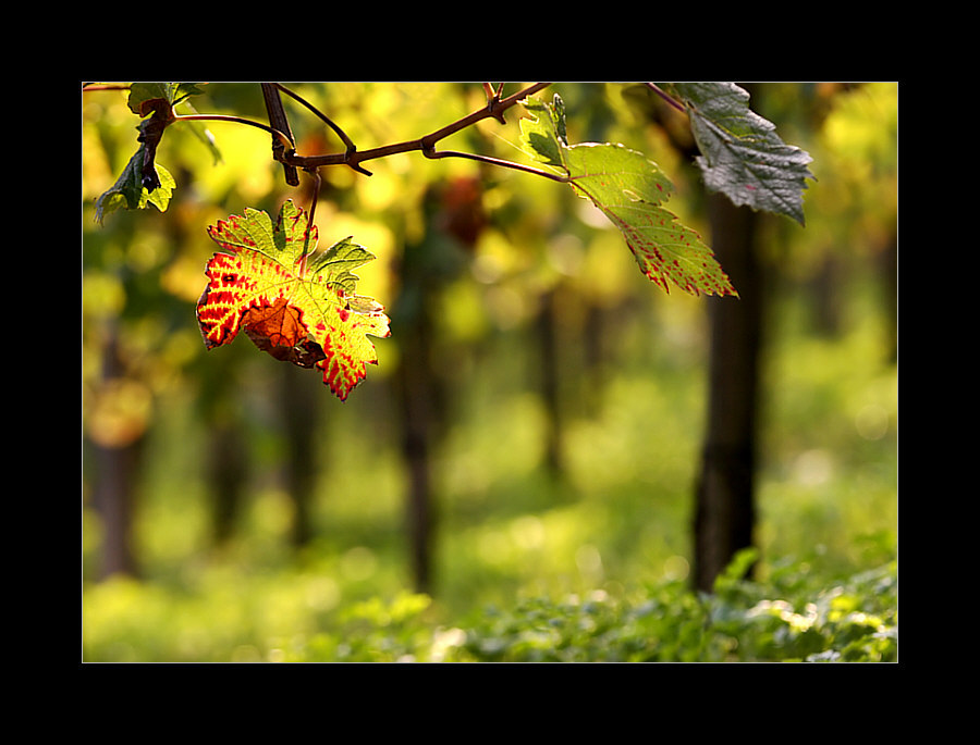 Auf dem Bauch im Weinberg liegen