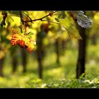 Auf dem Bauch im Weinberg liegen