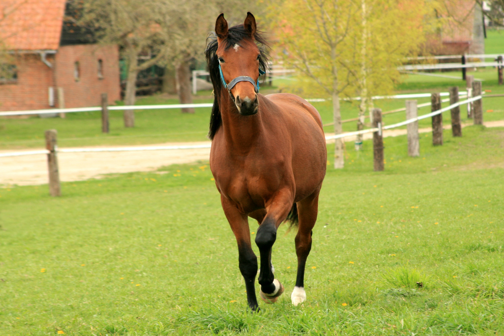 Auf dem Bauernhof Foto & Bild | tiere, haustiere, pferde, esel