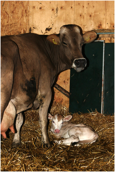 Auf dem Bauernhof (6): Die Geburt