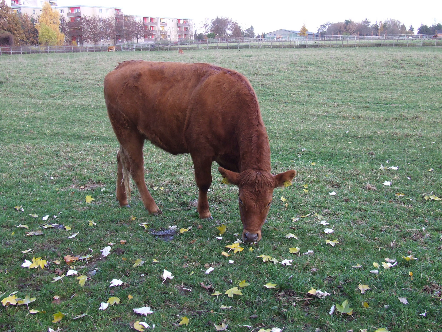 Auf dem Bauernhof in Rudow