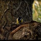 Auf dem Baum