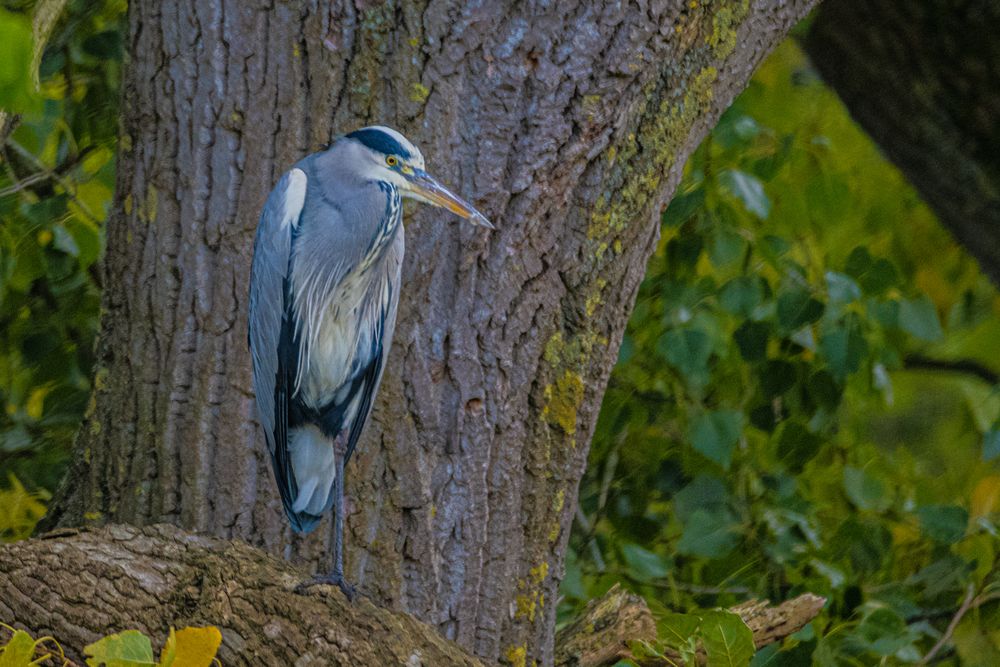 Auf dem Baum-