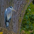 Auf dem Baum-