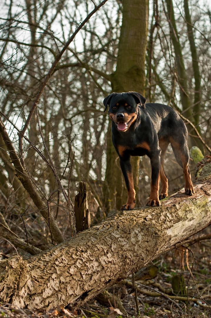 Auf dem Baum