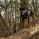 Auf dem Baum