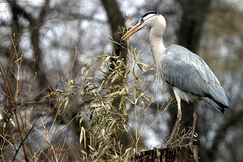 Auf dem Baum...da gibt´s kein Fisch ;-)