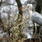 Auf dem Baum...da gibt´s kein Fisch ;-)