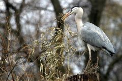 Auf dem Baum...da gibt´s kein Fisch ;-)