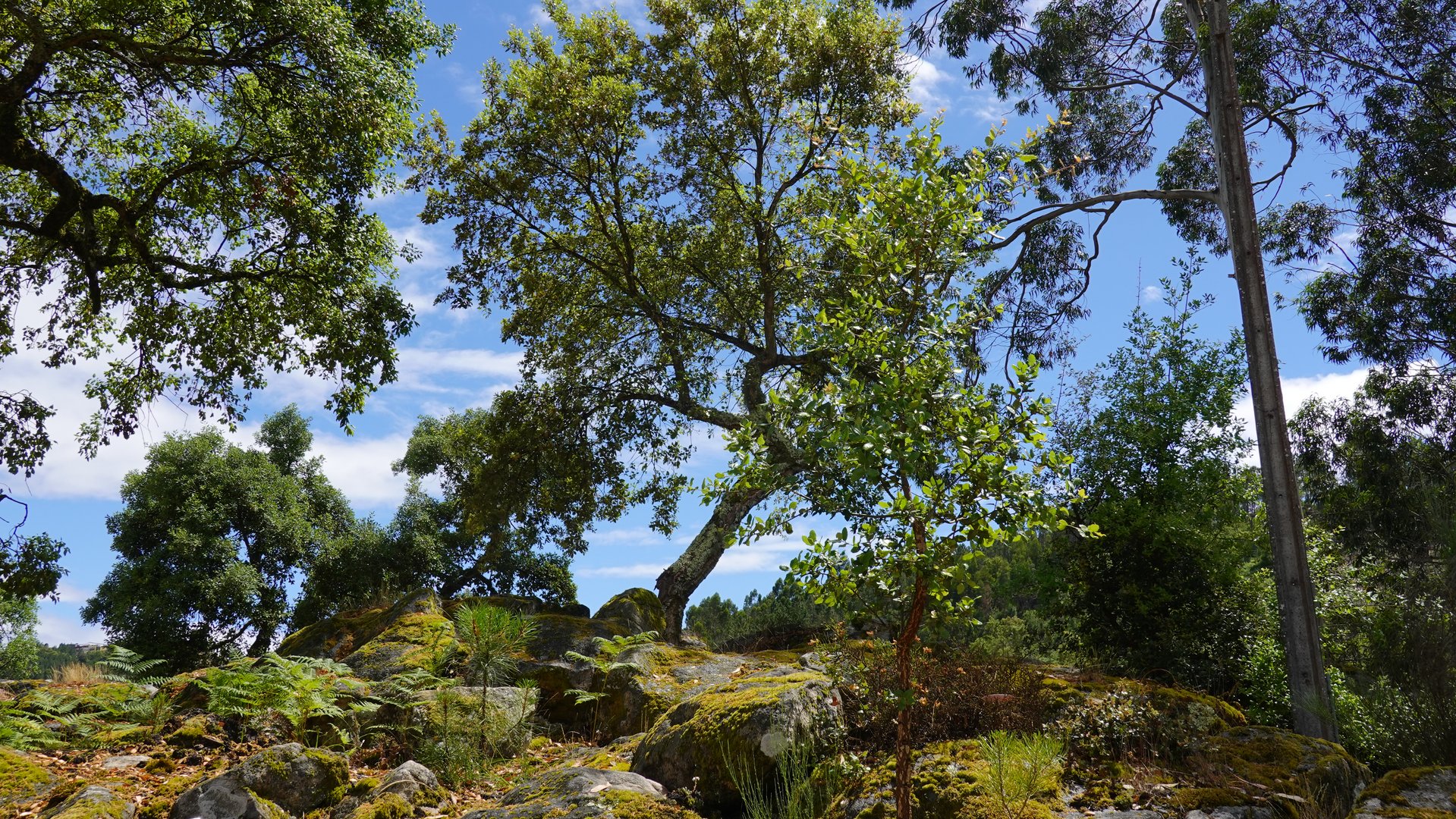 auf dem Berg, da steht ein Baum