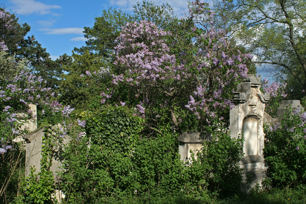 Auf dem Biedermeierfriedhof St. Marx während der Fliederblüte