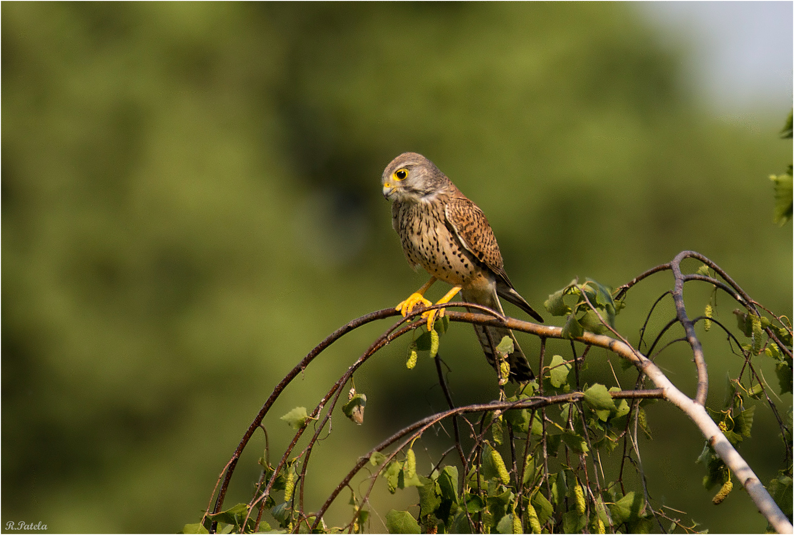 Auf dem Bienenfresserast...