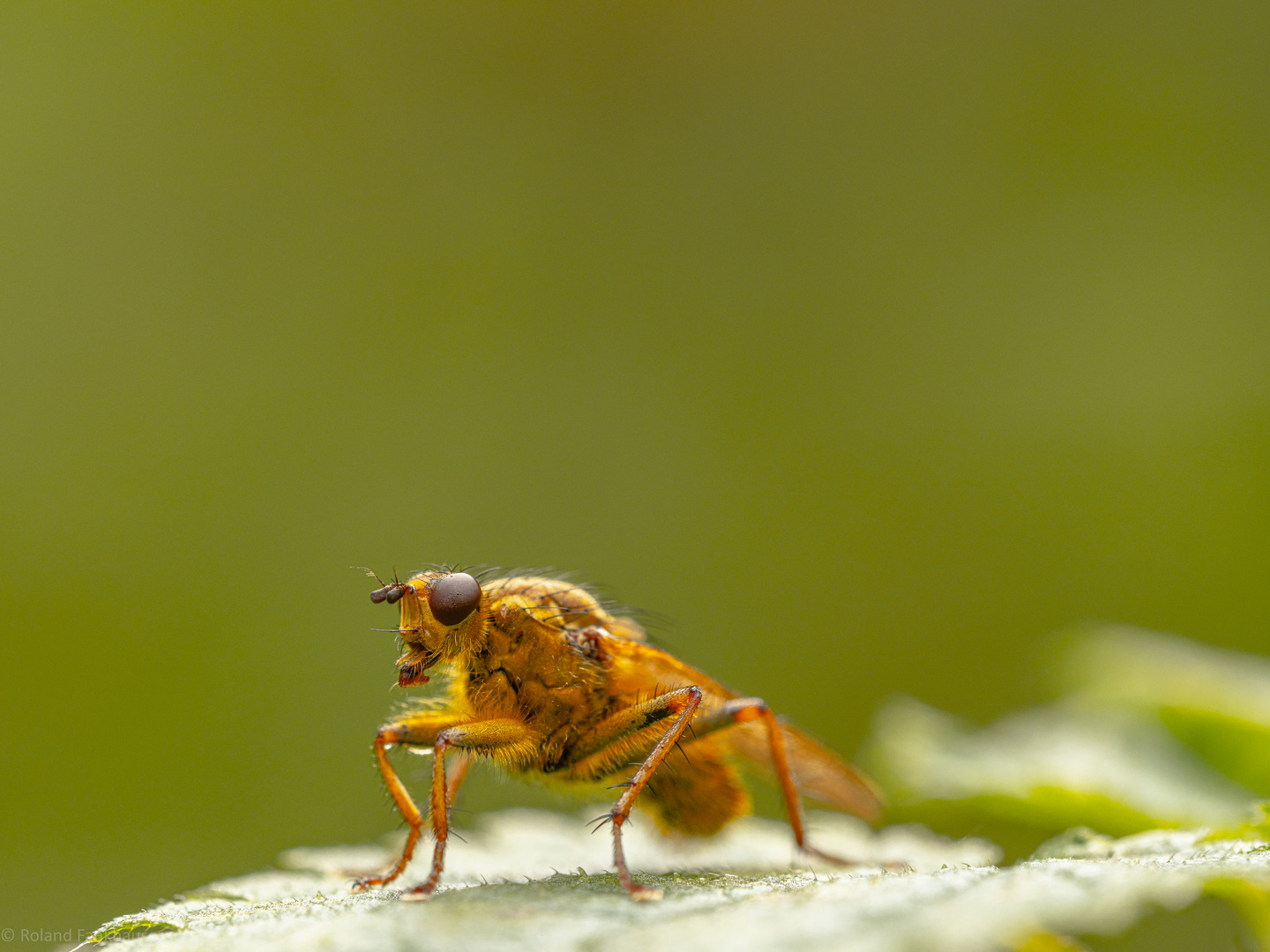 auf dem Blatt