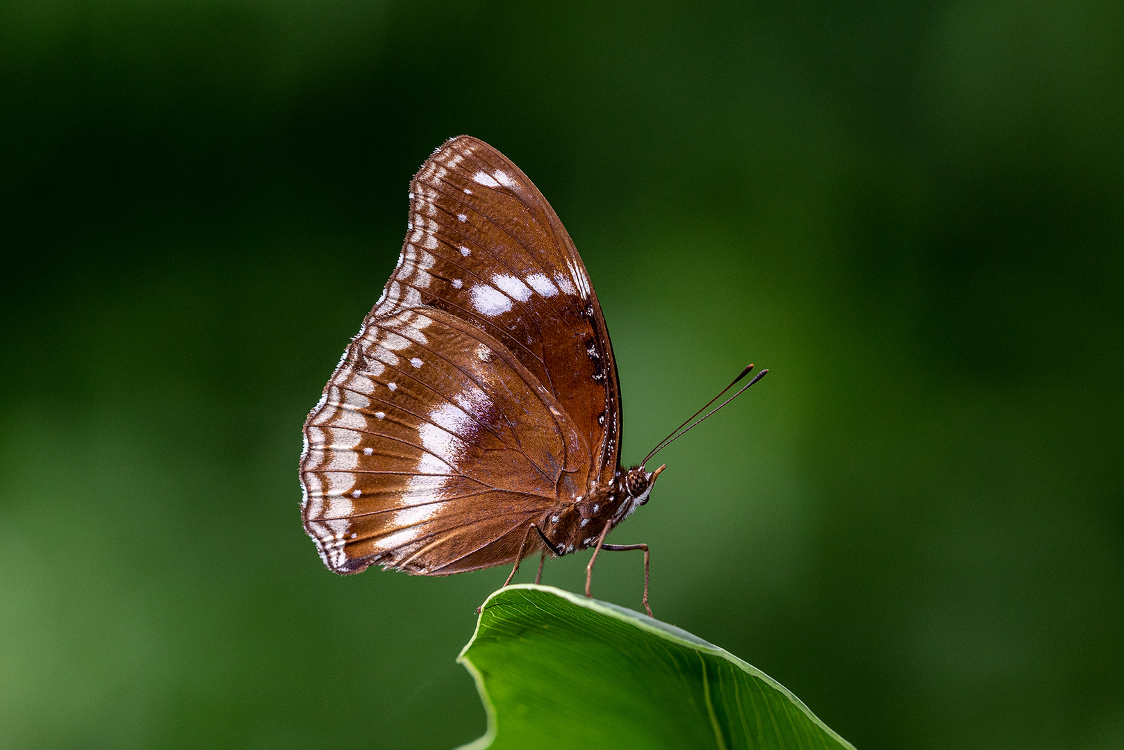 auf dem Blatt