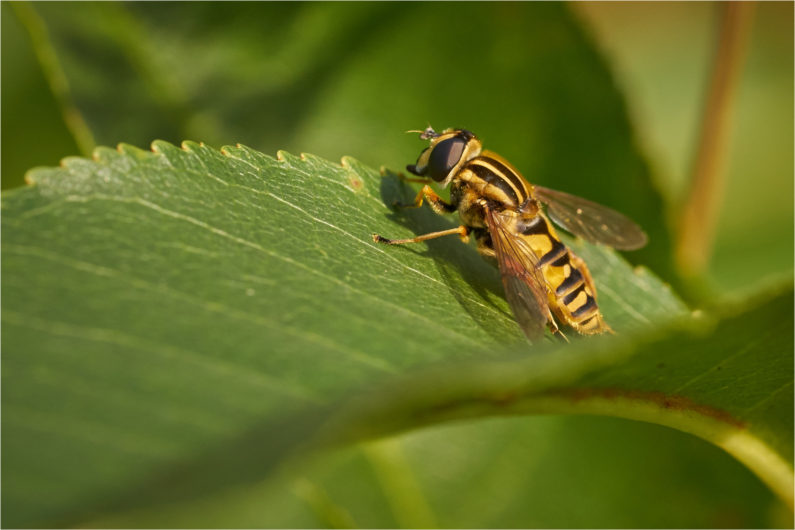 Auf dem Blatt