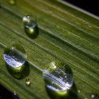 Auf dem Blatt...