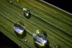 Auf dem Blatt...