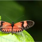 auf dem Blatt 