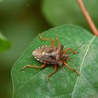 ...auf dem Blatt, auf dem Blatt sitzt ´ne kleine Wanze