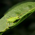 auf dem Blatt