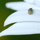 Auf dem Blatt einer Margeritenblüte ...