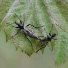 Auf dem Blatt eines Elsbeerbaumes . . . 