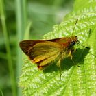 Auf dem Blatt machte er sich besonders gut der kleine Dicki 