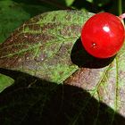 auf dem Blatt serviert