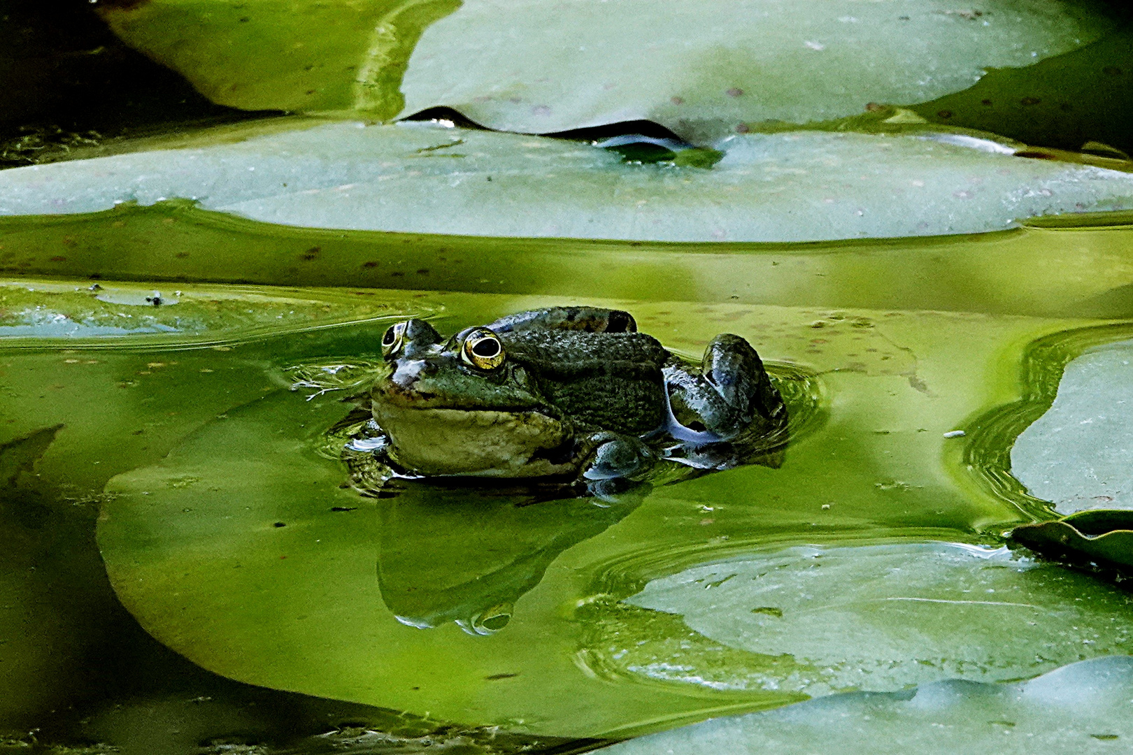 auf dem Blatt zum Spiegeltag