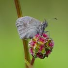 "Auf dem Blümchen......."