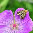 auf dem Blumenblatt