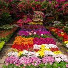 Auf dem Blumenmarkt in Chiang Mai