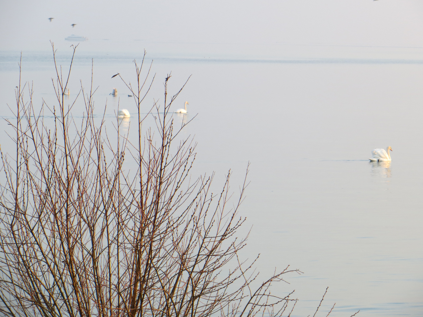 auf dem Bodensee