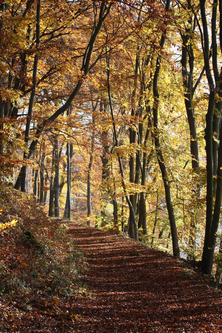 Auf dem Böllerweg im November