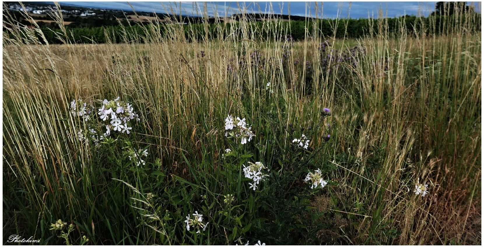 Auf dem Brachland (I) Foto & Bild spezial, natur, pflanzen Bilder auf