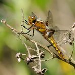 Auf dem Brombeerzweig Plattbauch Männchen