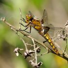 Auf dem Brombeerzweig Plattbauch Männchen